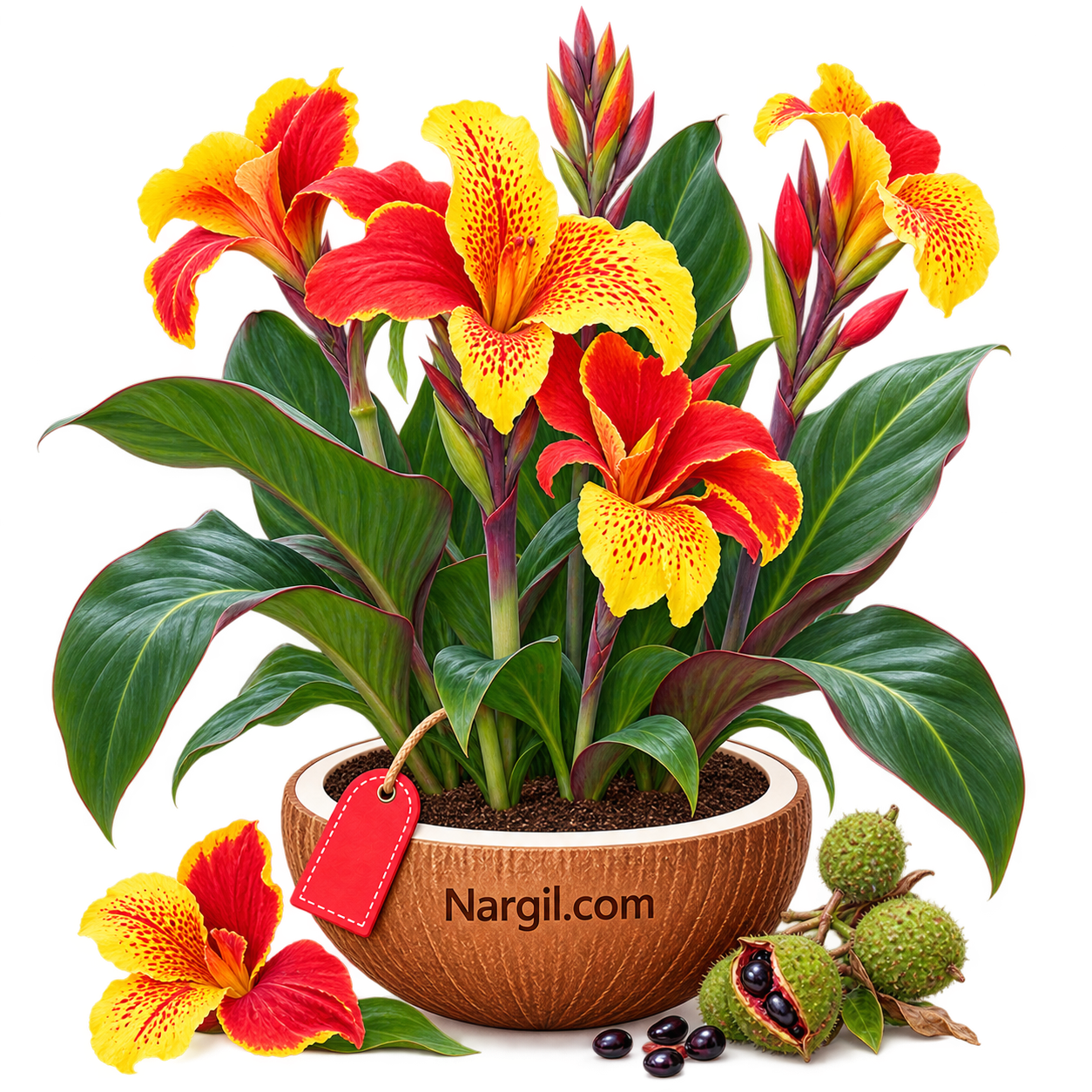 Nargil_Canna Generalis